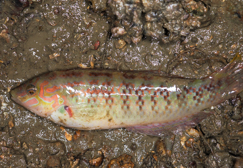 Bubblefin wrasse (Halichoeres nigrescens) — Labridae — 5