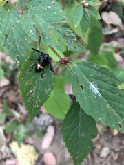 Lissonotus flavocinctus