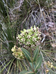 Asclepias elata