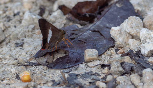 Orangetail Awl