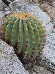 Ferocactus diguetii