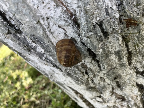 Roman Snail