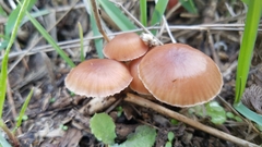 Leucoinocybe lenta