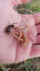 Leucoinocybe lenta