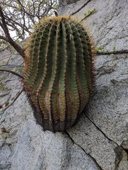 Ferocactus diguetii