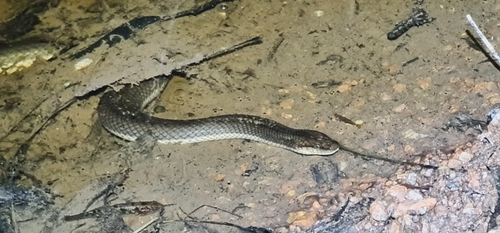 Macleay's Water Snake