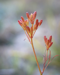 Anisotome filifolia