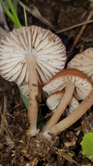 Leucoinocybe lenta