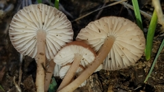 Leucoinocybe lenta