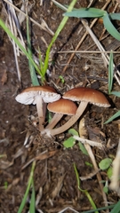 Leucoinocybe lenta