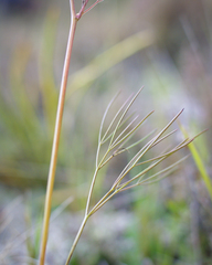Anisotome filifolia