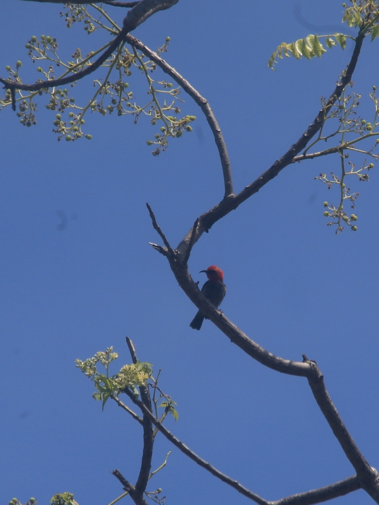 Rote Myzomela (Myzomela irianawidodoae) photo