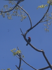 Rote Myzomela photo 1