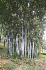 Bambusa chungii