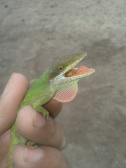 Anolis carolinensis