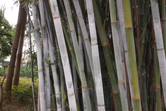 Bambusa chungii
