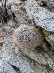 Mammillaria evermanniana