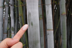 Bambusa chungii