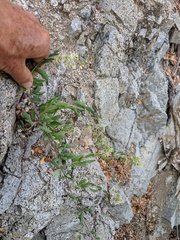 Stegnosperma halimifolium