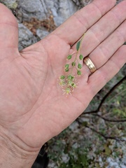 Stegnosperma halimifolium