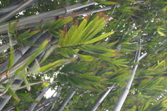 Bambusa chungii