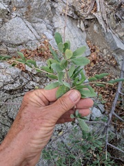 Stegnosperma halimifolium