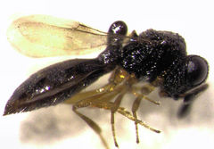 Odontacolus berryae