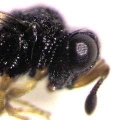 Odontacolus berryae
