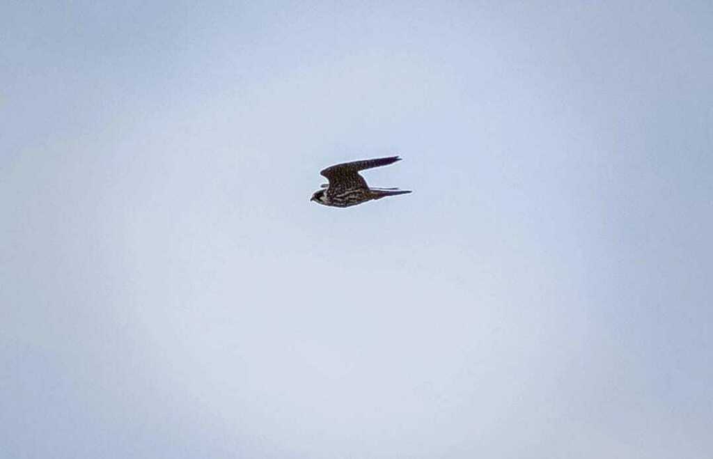 Eurasian Hobby from Бурзянский р-н, Респ. Башкортостан, Россия on July ...