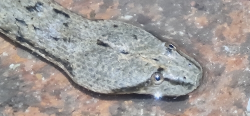 Australian Bockadam