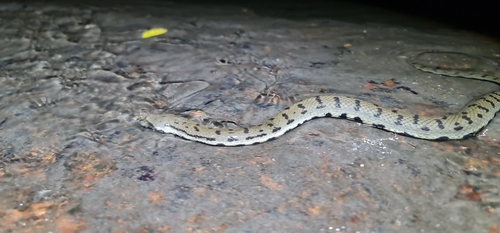 Australian Bockadam