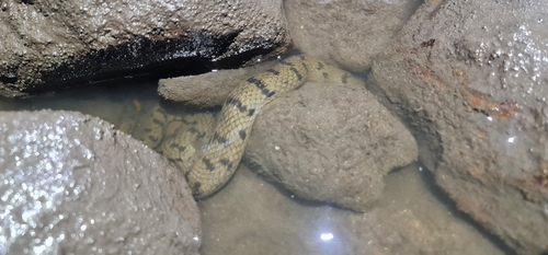 Australian Bockadam