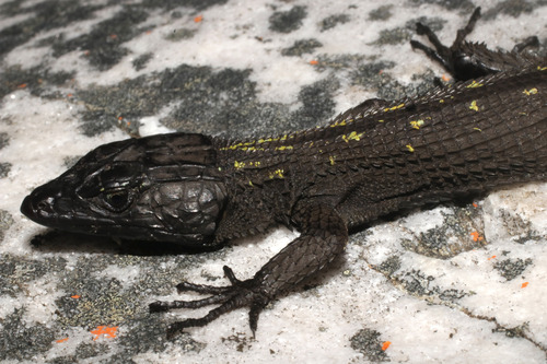 Dwarf Crag Lizard, Hemicordylus nebulosus