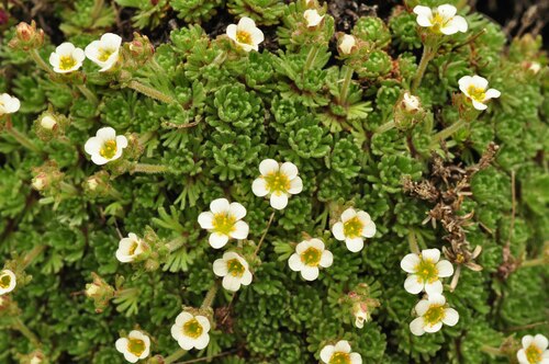 Hairy Saxifrage