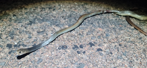 Greater Black Whipsnake