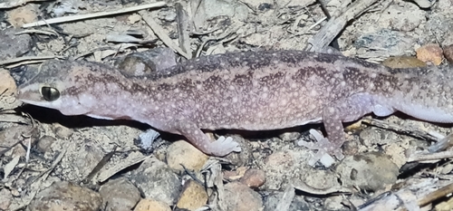 Northern Fat-tailed gecko, Diplodactylus hillii