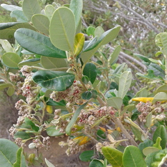 Spyridium globulosum