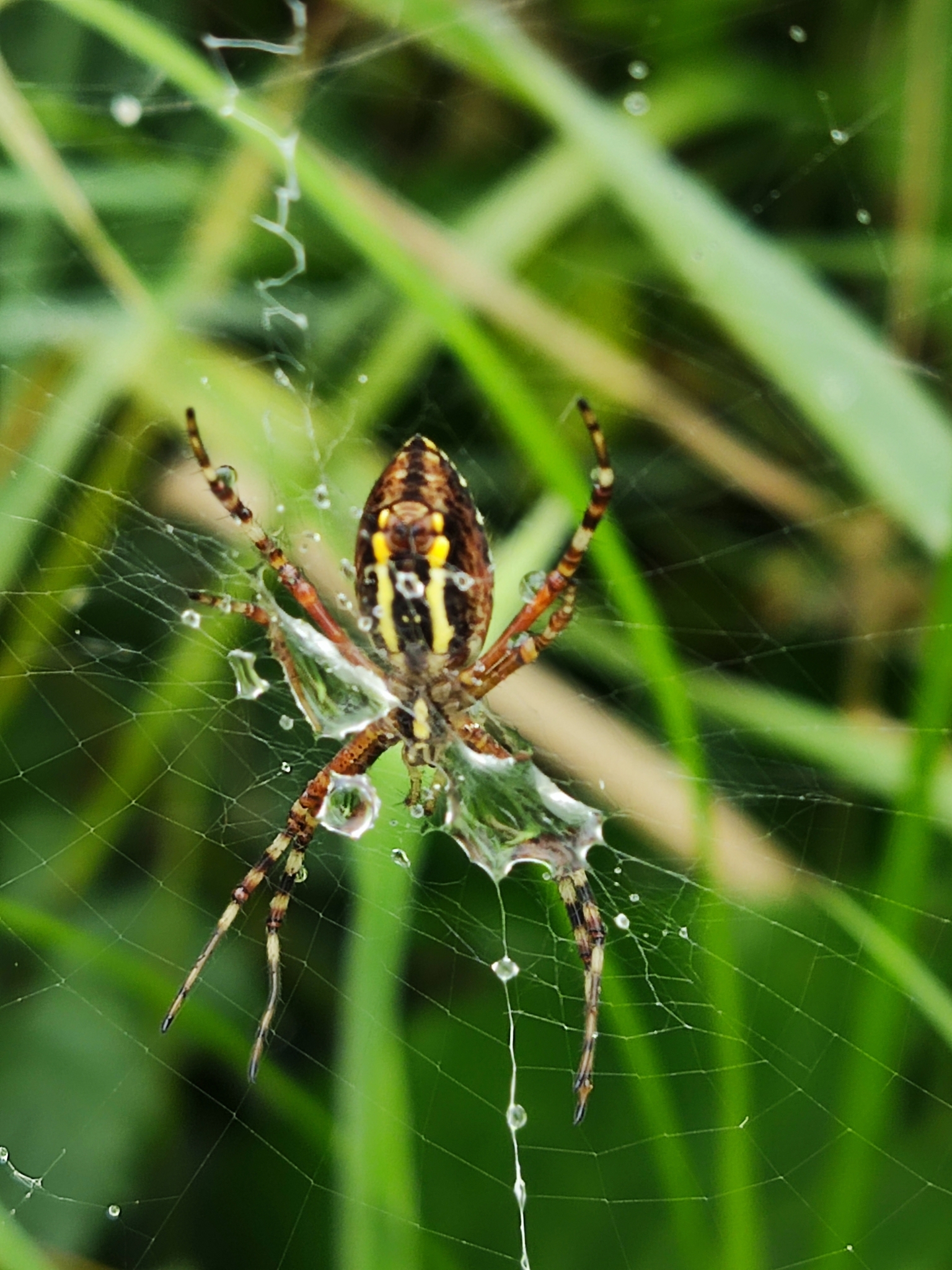 Argiope bruennichi