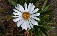 Celmisia spectabilis