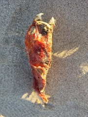 Chorisochismus dentex