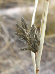 Cyperus niger