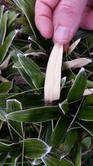 Celmisia spectabilis