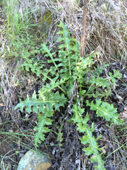 Cirsium fontinale obispoense