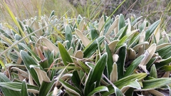 Celmisia spectabilis