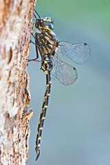 Gomphaeschna furcillata