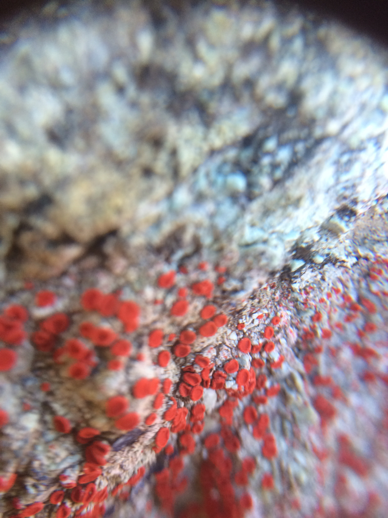 Caloplaca luteominia image