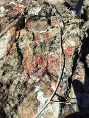 Polycauliona luteominia