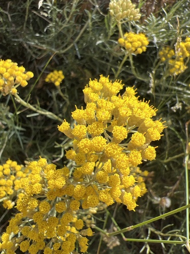 Curry plant