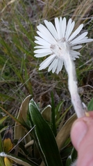 Celmisia spectabilis