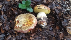 Butyriboletus querciregius